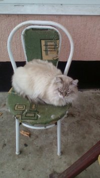 Вот тоже найдёныш. Скай.