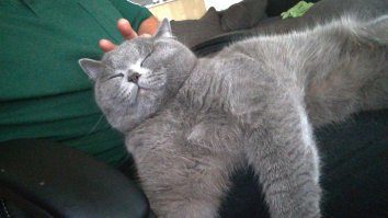 Вот мой друган. Я его каждый день спасаю от голода и от "некому погладить"