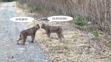 Вы когда-нибудь слышали, как рыси орут друг на друга? А ведь они реально орут
