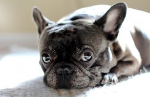 Собакен на любителя и ценителя. 
Живут - мало и это грустно.
Мне французики нравятся. Но у меня йорк  любимка