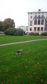 Собакен на любителя и ценителя. 
Живут - мало и это грустно.
Мне французики нравятся. Но у меня йорк  любимка