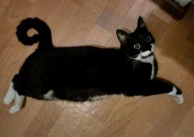 Это моя кота, вытащенная из коробки по дорогу на дачу. Мать была против, теперь приезжая в гости чуть ли не в жопу целует Масечку