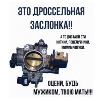 Котзилла существует: гигантские коты заполонили города