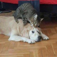 Котики лучше.