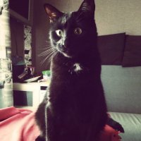 Мой Букля. Подобрали еще котенком. Похожи =)