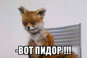 Белоголовый орлан-клептопаразит украл кролика у лисы. И вот как это было