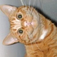 Девушка спасла этого маленького заморыша, и за год он превратился в шикарного котяру