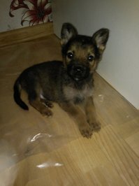 наш собакен конечно не так запущен был, но когда из приюта щенком его взяли, тоже год выхаживали:
остеопороз костей;
рахит; 
разрез лапы стеклом ;
парвавирусный энтерит;
слабые суставы, хромота на разные лапы попеременно;
понос и рвота в течение месяца; 
гигромы локтевых суставов, проколы и откачка жидкости с последующим уколом стероидов в суставы;
ушной аллергический отит;
вечно подтекающие глазки и всякие болячки по мелочи:)
зато сейчас это шикарный пёс вырос:)
первое фото какого взяли второе какой стал сейчас: