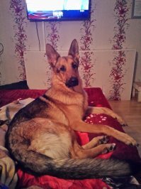 наш собакен конечно не так запущен был, но когда из приюта щенком его взяли, тоже год выхаживали:
остеопороз костей;
рахит; 
разрез лапы стеклом ;
парвавирусный энтерит;
слабые суставы, хромота на разные лапы попеременно;
понос и рвота в течение месяца; 
гигромы локтевых суставов, проколы и откачка жидкости с последующим уколом стероидов в суставы;
ушной аллергический отит;
вечно подтекающие глазки и всякие болячки по мелочи:)
зато сейчас это шикарный пёс вырос:)
первое фото какого взяли второе какой стал сейчас: