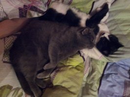 Я своего купил, аж за 2000, типа британец без паспорта НО!
Дело было на рынке, и он был самым заморышным, больным и блохастым.
Заводчики и продавцы, обычно не очень парятся о их состоянии.
Выхаживали пару месяцев, лечили, за-то теперь это просто королевский КОТЭ!
Потом еще ему другана подселили, теперь им не скучно )