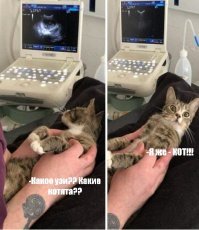 Беременная кошка из приюта нашла свое счастье