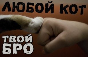 Девушка спасла этого маленького заморыша, и за год он превратился в шикарного котяру