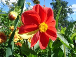 Боль перфекциониста....