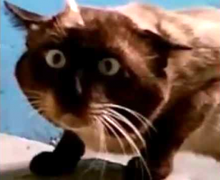 Вы когда-нибудь слышали, как рыси орут друг на друга? А ведь они реально орут