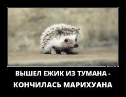 Сточные воды спасут Америку от передоза
