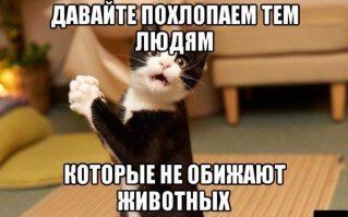Девушка спасла этого маленького заморыша, и за год он превратился в шикарного котяру