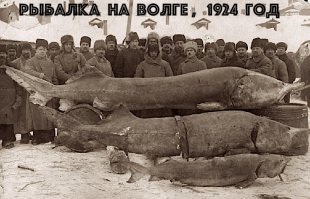 Когда то и в Волге водились осетры - гиганты.