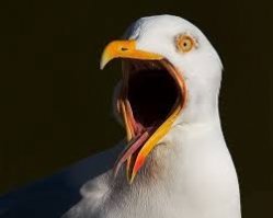 Прохоров Сазон голубей кормил
Кинул им батон - десять штук убил