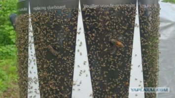 А я еще бы потребовал остановить геноцид насекомых! Хватит над ними издеваться!