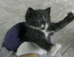 плюс и хозяйке и коту однозначно.
и похож на нашего тоже подобранного-вот он