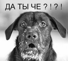 В США нашли непонятное животное, похожее на волка. Эксперты не знают, кто это