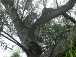 Очень колоритные уличные коты