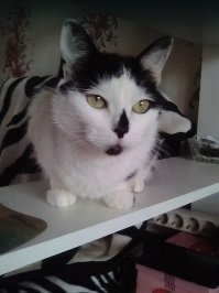 Мы подумали, что породистых и так купят, а дворняги никому не нужны поэтому взяли из приюта щенка. Кошку тоже с улицы забрали, когда котенком была.