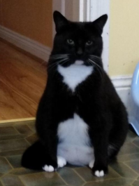 как-то очень этот "заморыш" на моего кота похож:))