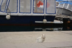 Севастопольские котаны