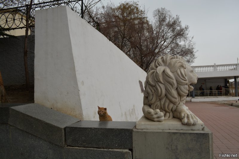 Севастопольские котаны