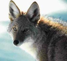 Дебилоиды, это обыкновенный койот