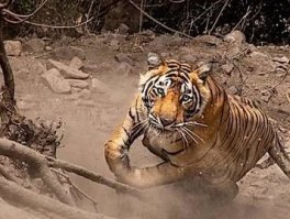 Заметил,на этом кадре.Водички попьет и пойдет.