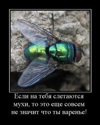 Простая и эффективная ловушка для мух, ос, комаров