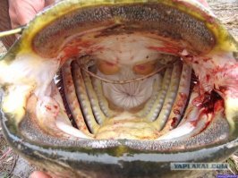 Девушка ловит сома голыми руками