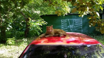Лев!