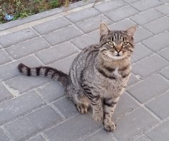 уличные барсики.