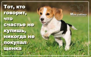 20 примеров безусловной собачьей любви и преданности