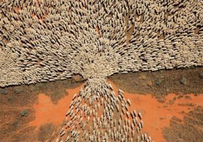 Бараны более организованны.