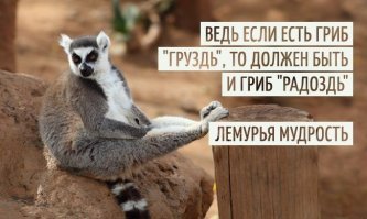 Лемуры на Фишках: приятный сюрприз из Пензенского зоопарка