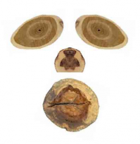 Когда подружился с боярышником)