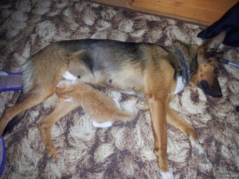 Собака, потерявшая щенков, стала мамой осиротевшему котенку