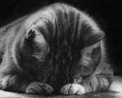 Жырно :) 
но поправимо