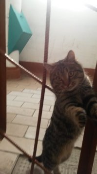 Очень колоритные уличные коты