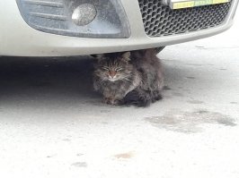 Очень колоритные уличные коты