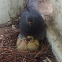 У нас голубиха гнездилась на лестничной лоджии два года подряд. выводила по два птенца. Совершенно не защищенная, мимо неё постоянно ходили люди, но её устраивало, и люди её жалели, не трогали. Вся лоджия в помете и мусоре. Когда последние птенцы слетели, я лично это гнездо, которое уже смуровано было помётом в пол, сковырнула и выкинула. Через 2 недели эта дура опять свила гнездо и отложила яйцо, настолько её было комфортно у нас на этаже, но тут уже кто-то не выдержал и всё разорил. Больше не прилетала.