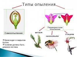 Тверские полицейские разыскивают  "цветочного онаниста"