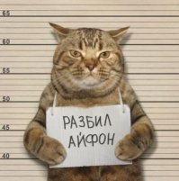 15 раз, когда люди оставляли животных одних дома — и остро пожалели об этом