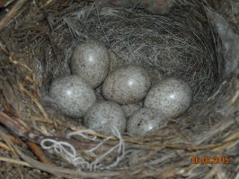 как то в далеком 2015 году я открыл электрический щит...
все вывелись, выкормились и улетелись. 
правда я не мешал им и не открывал щит до осени.