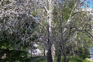 Не надо далеко ходить и у нас не все так плохо. Вот это сейчас в Питере.