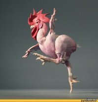 Похитителями киркоровских перьев оказались школьники